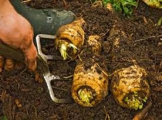 Meyan Kökü Ağacı Türleri ve Özellikleri